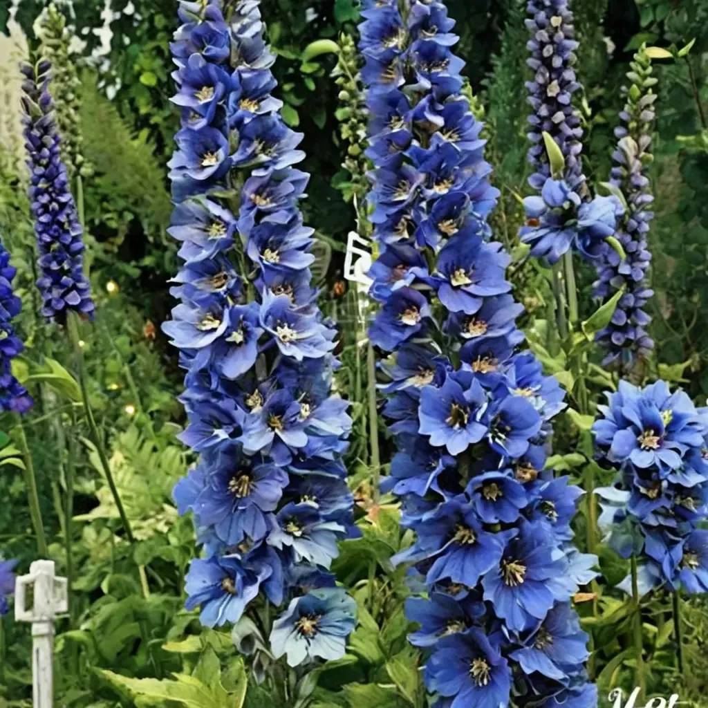 Blue Buccaneers Delphinium
