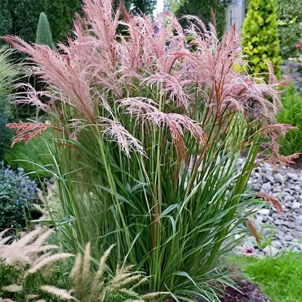 Flamingo Maiden Grass