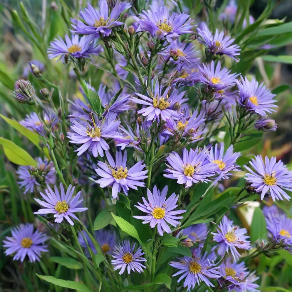 Tatarian Aster