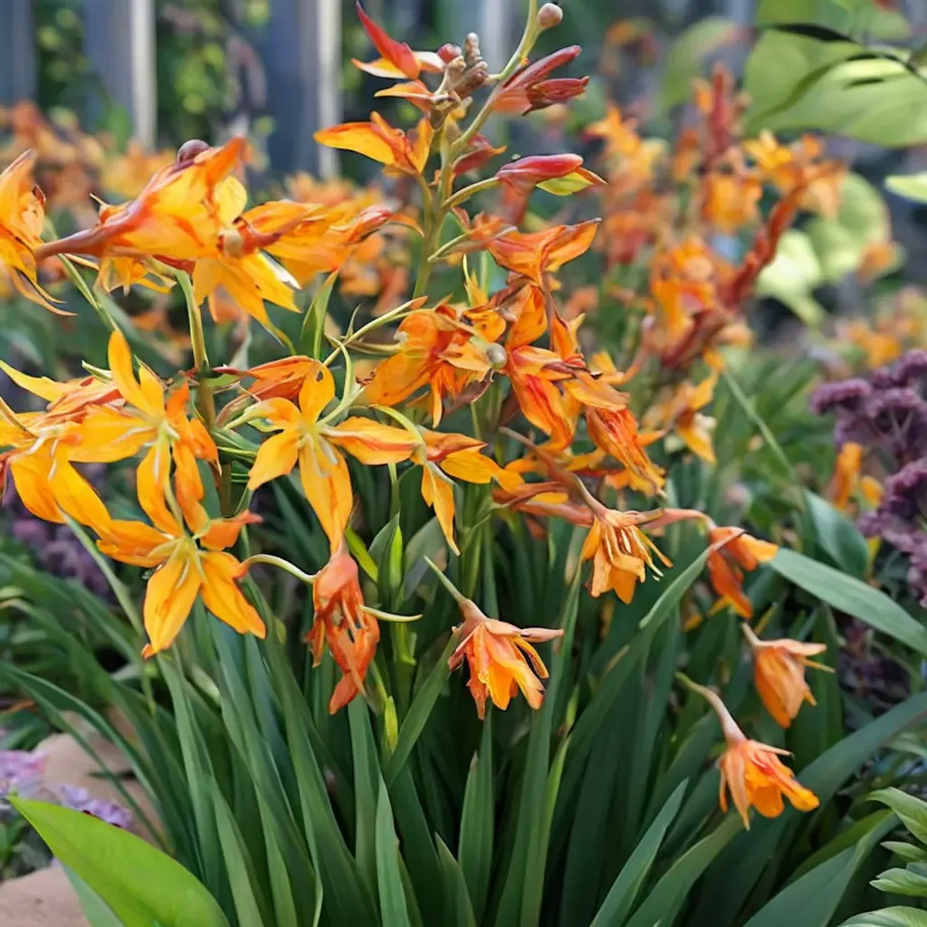 Star of the East Crocosmia