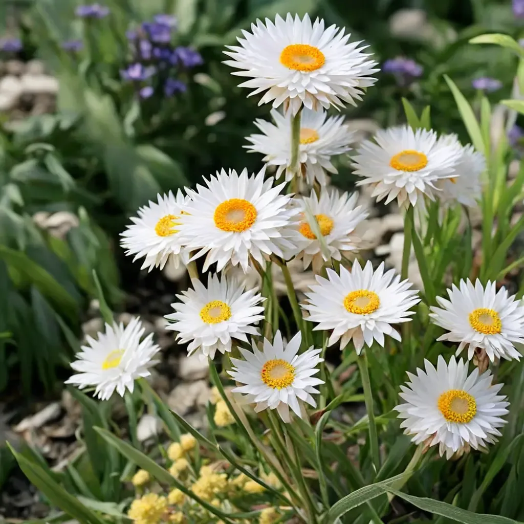 White Strawflower