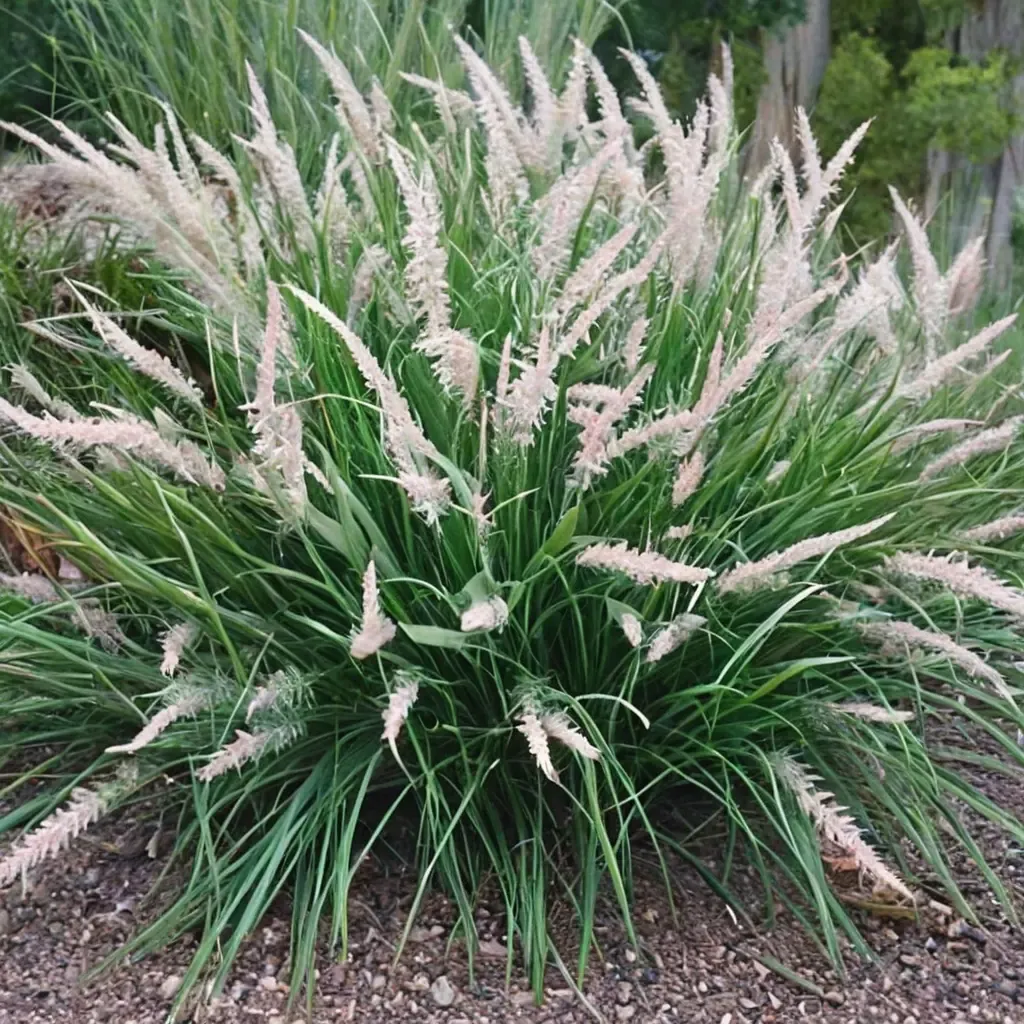 Oriental Fountain Grass