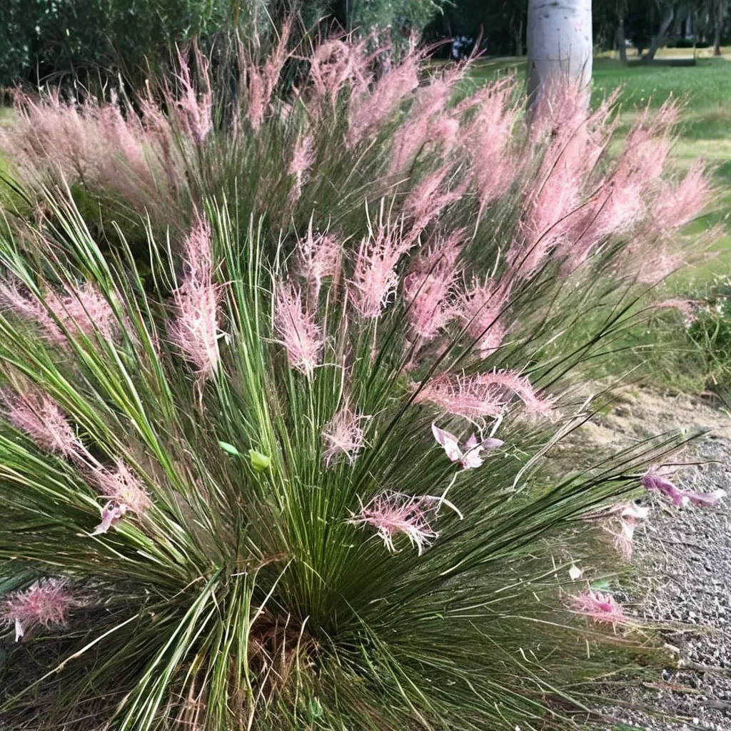 Sweetgrass, Dune Hairgrass
