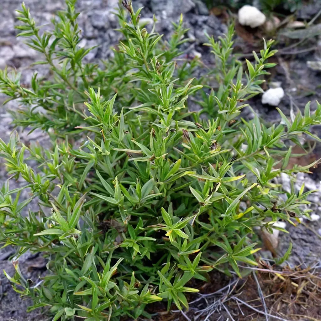 Winter Savory