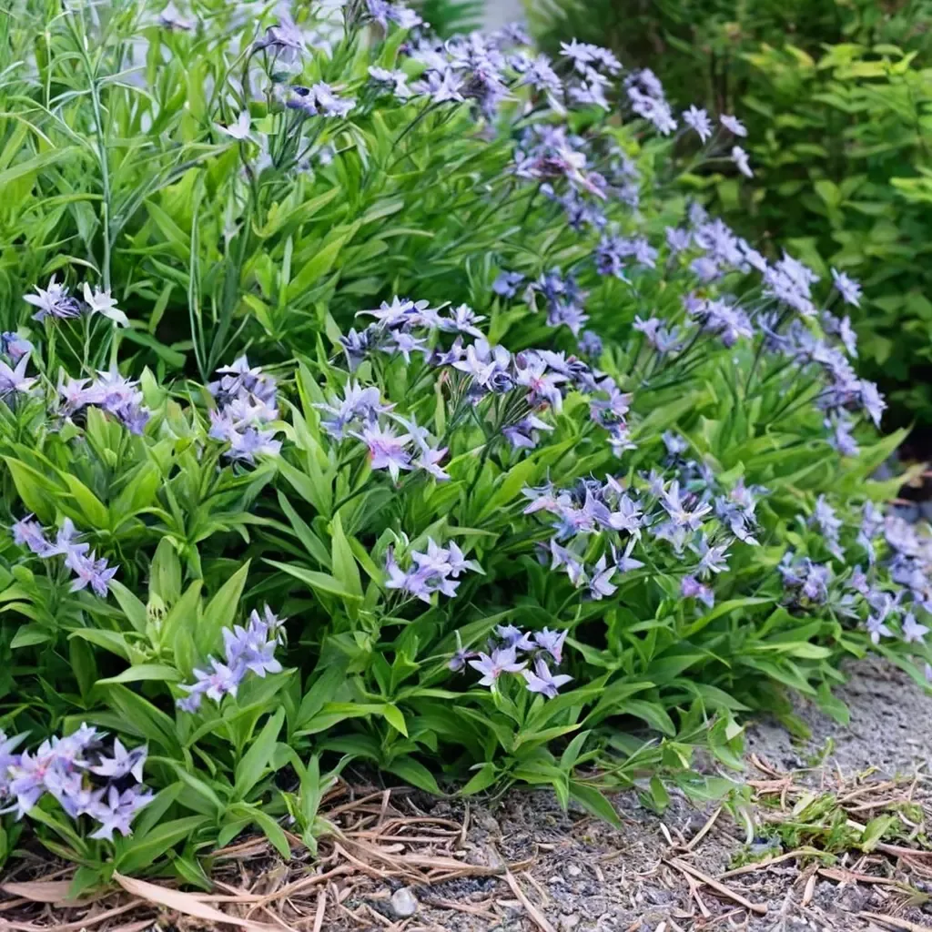 Blue Ice Amsonia