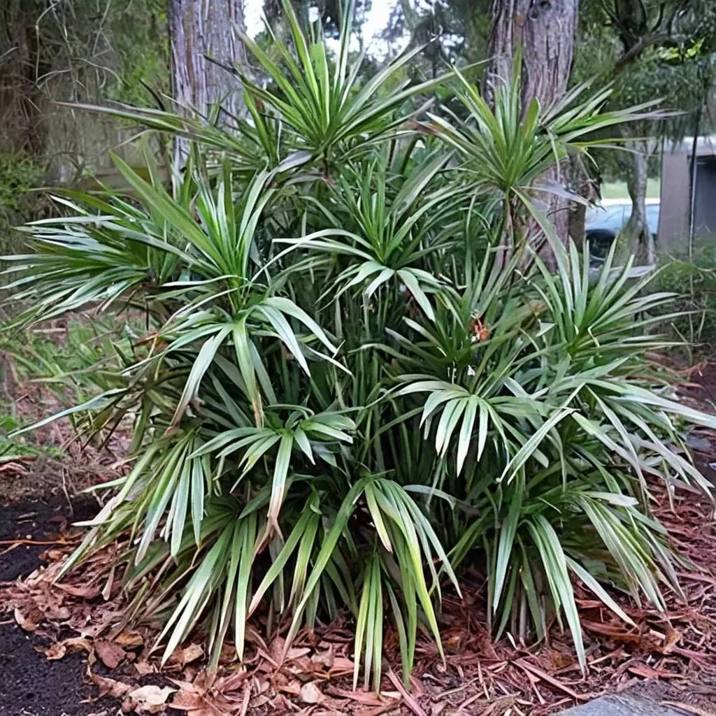 Needle Palm