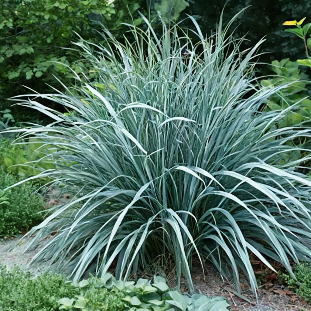 Dewey Blue Coastal Panicgrass