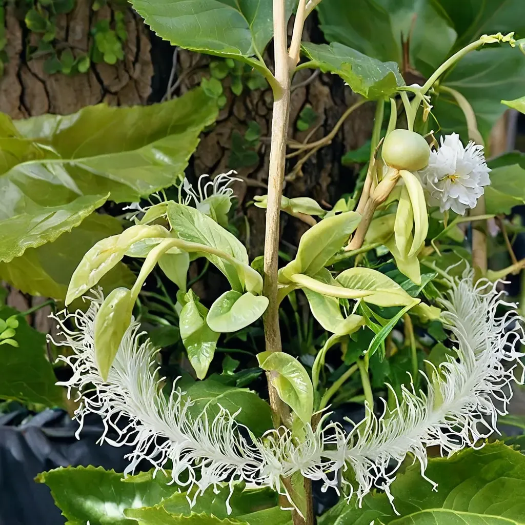 Frederick Passion Fruit