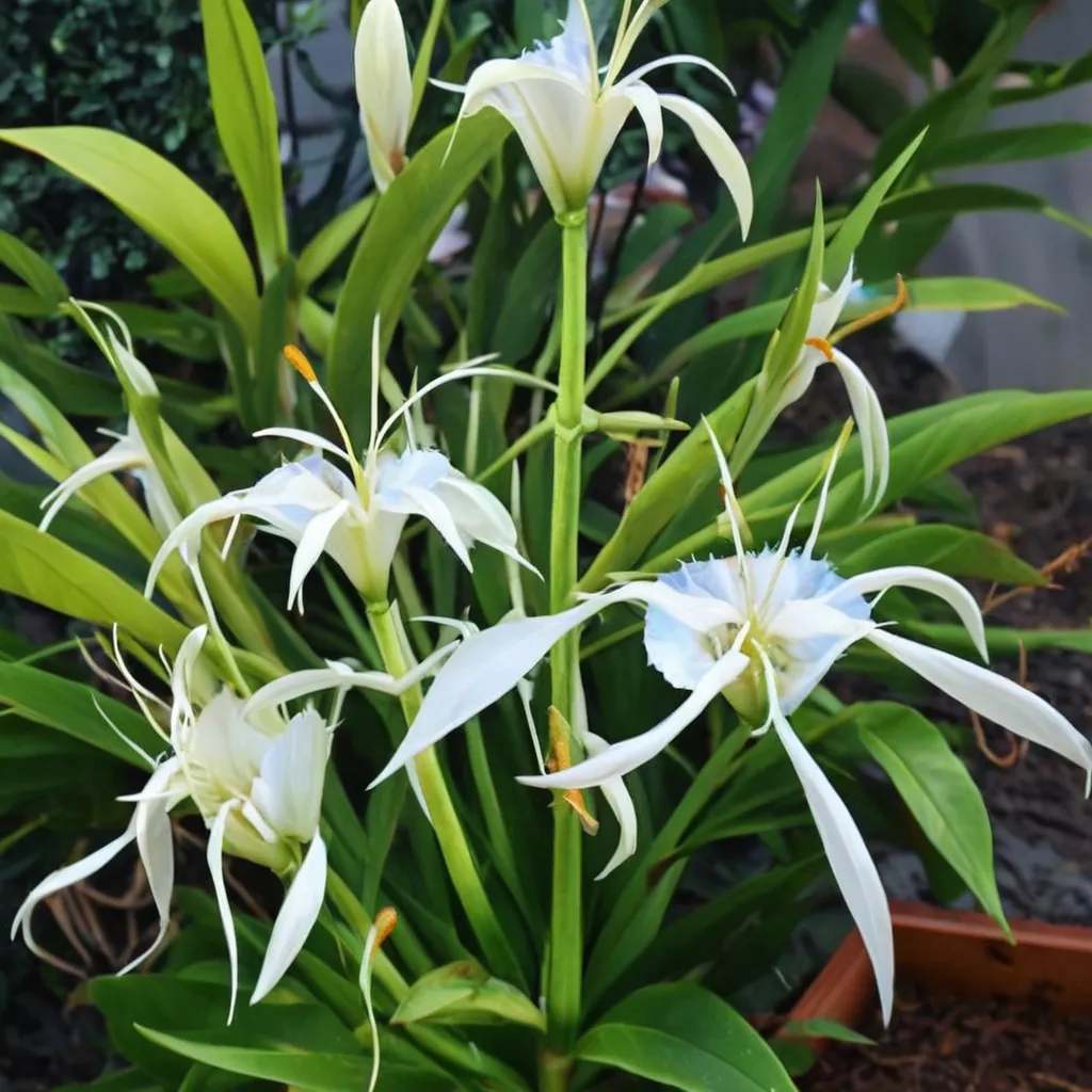 River Spider Lily