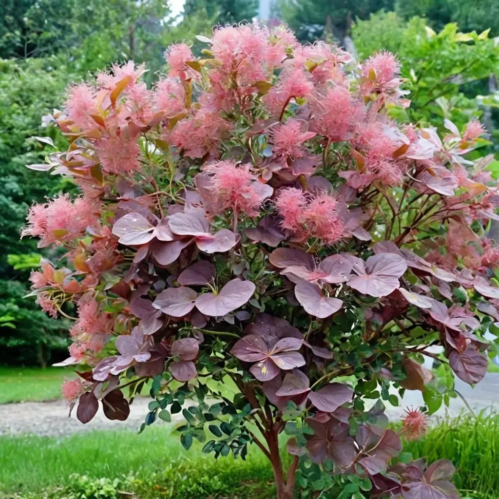 Smoketree