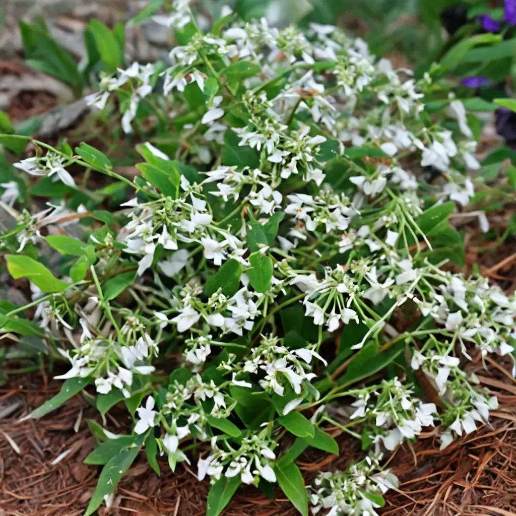 Diamond Frost Euphorbia