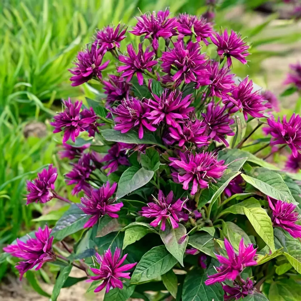 Purple Bee Balm
