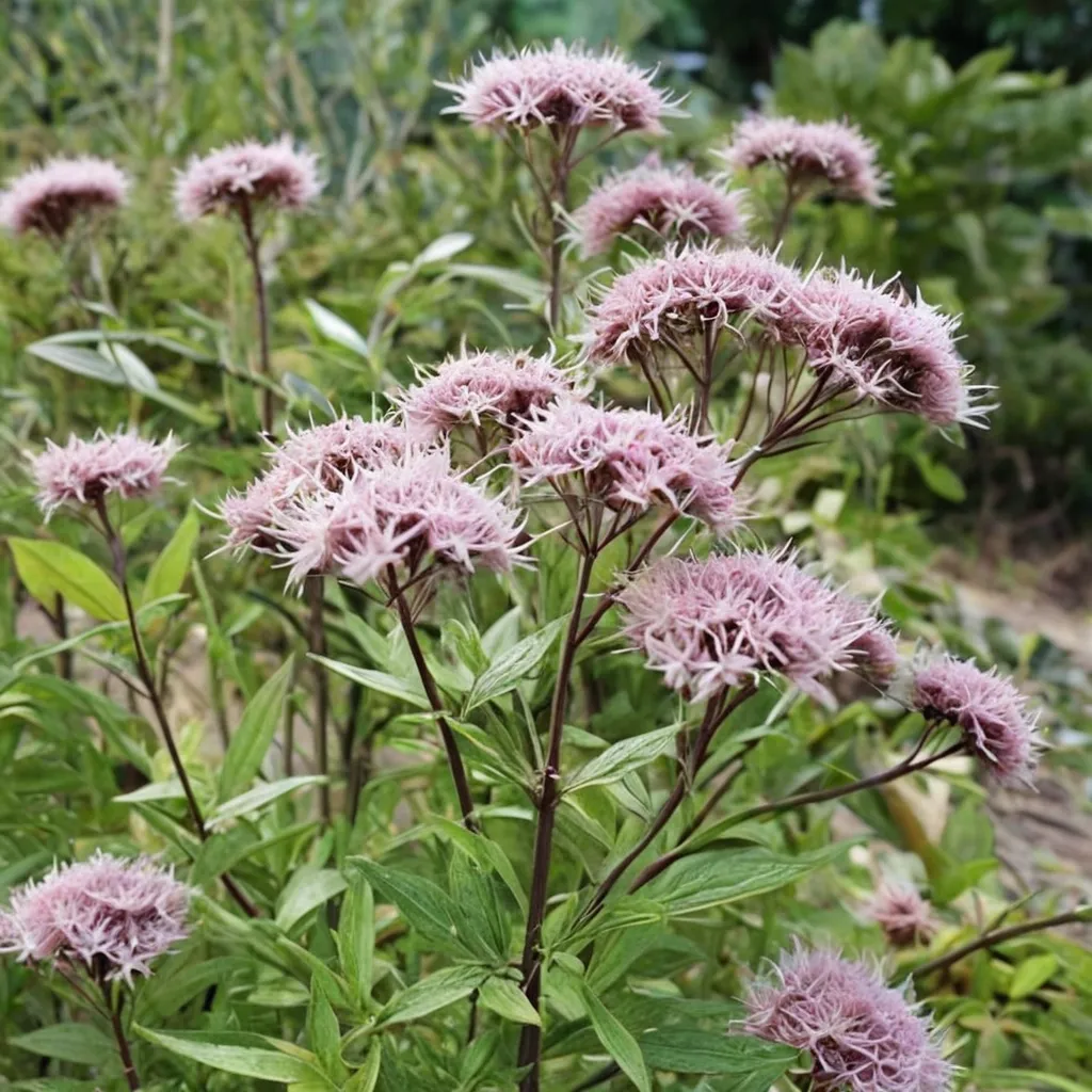 Hemp-agrimony