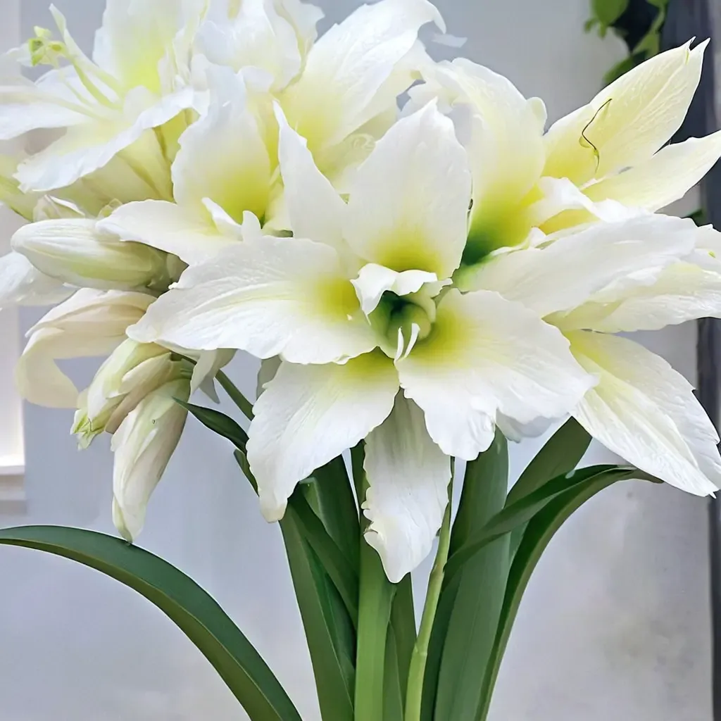 Double Ice Queen Amaryllis