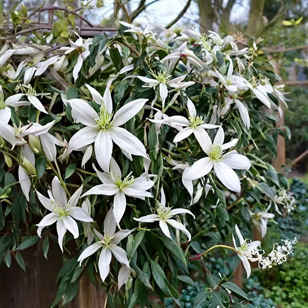 Snowdrift Clematis