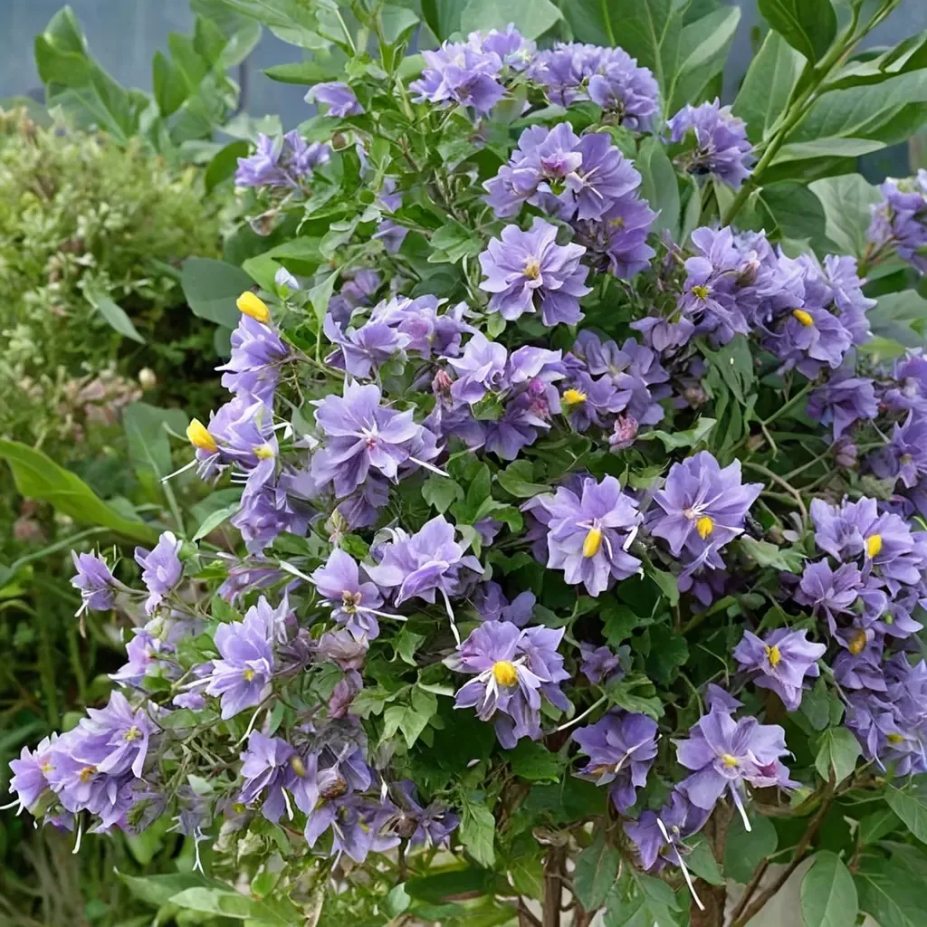 Chilean Potato Vine 'Glasnevin'