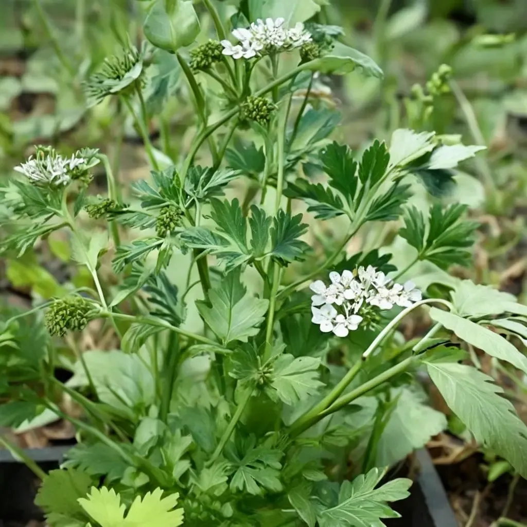 Coriander