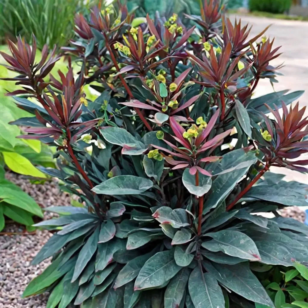 Blackbird Spurge