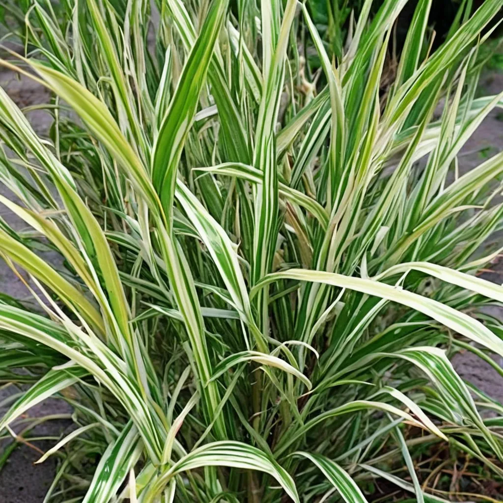 Variegated Reed Canary Grass