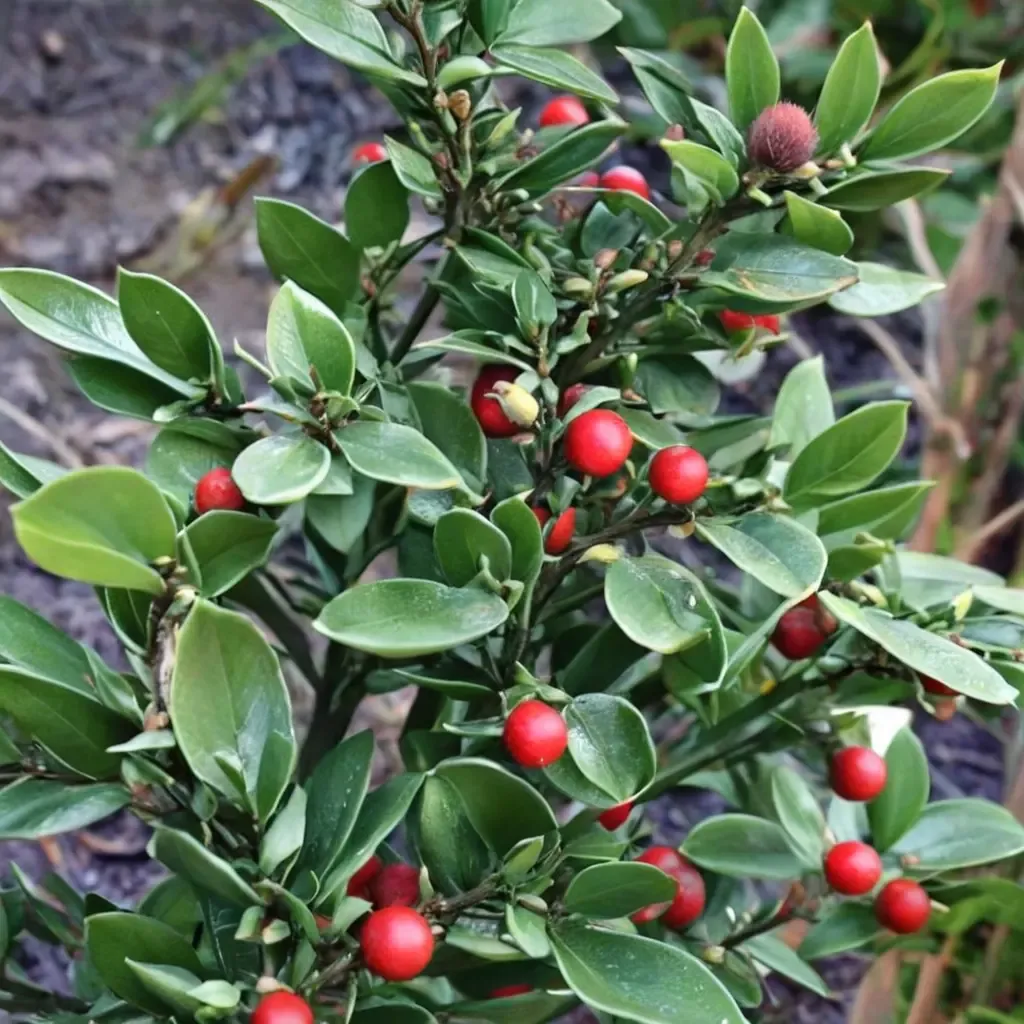 Wheeler's Butcher's Broom