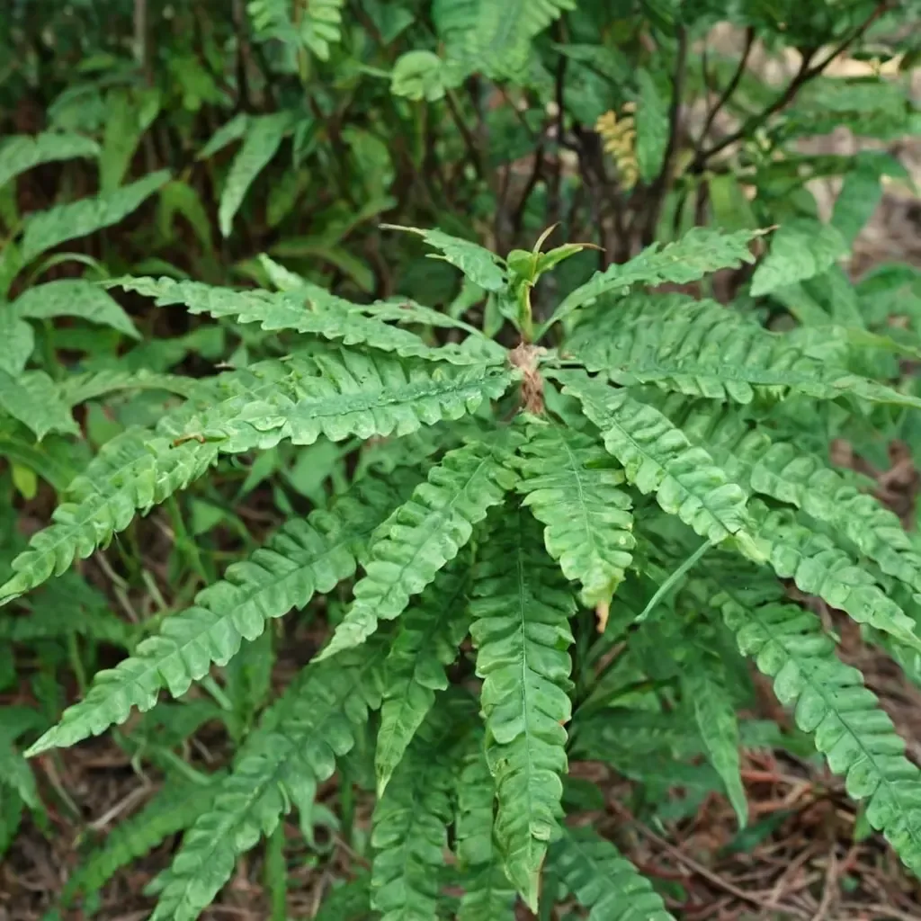 Sweet Fern