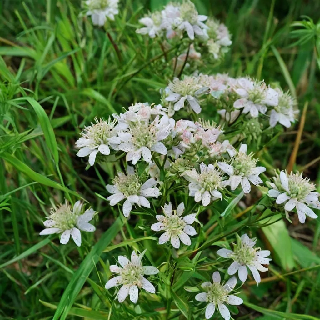 Thin-leaved Mountain Mint