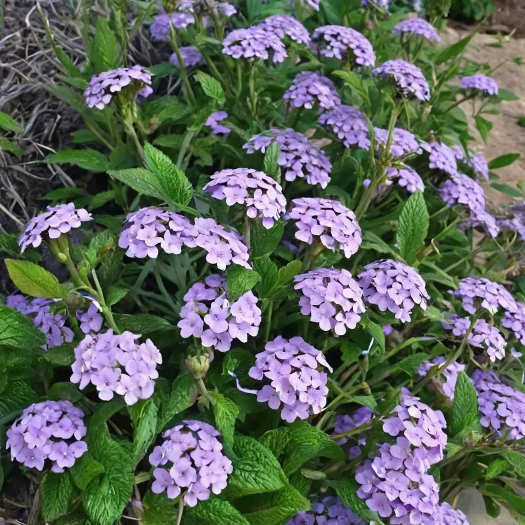 Blue Princess Verbena