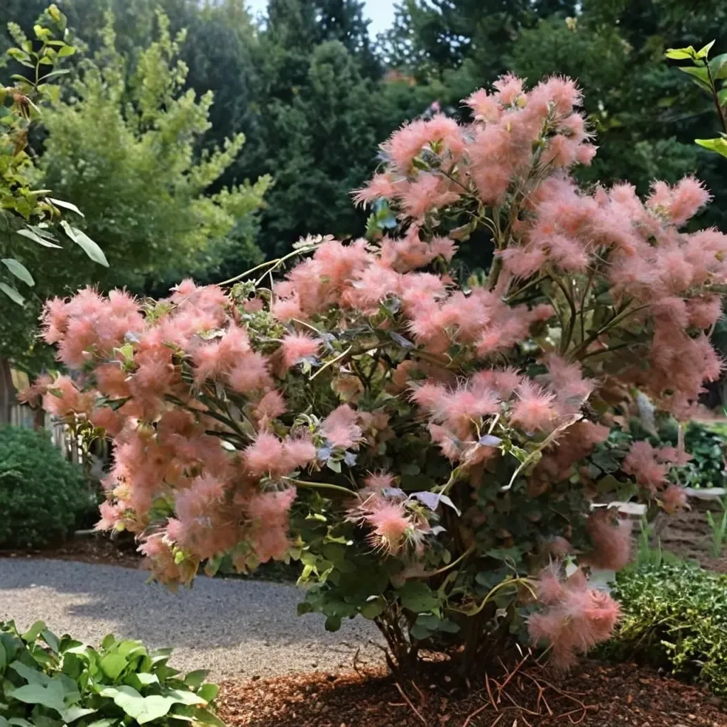 Grace Smokebush