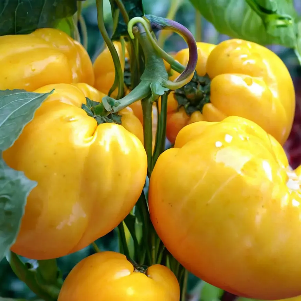 Golden California Wonder Pepper