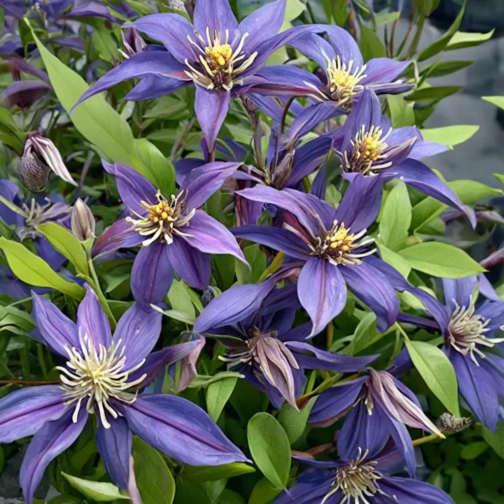 Mississippi River Sweet Autumn Clematis