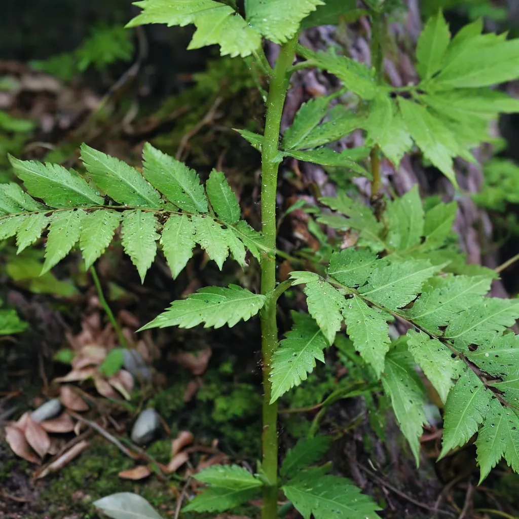 Spinulose Wood Fern