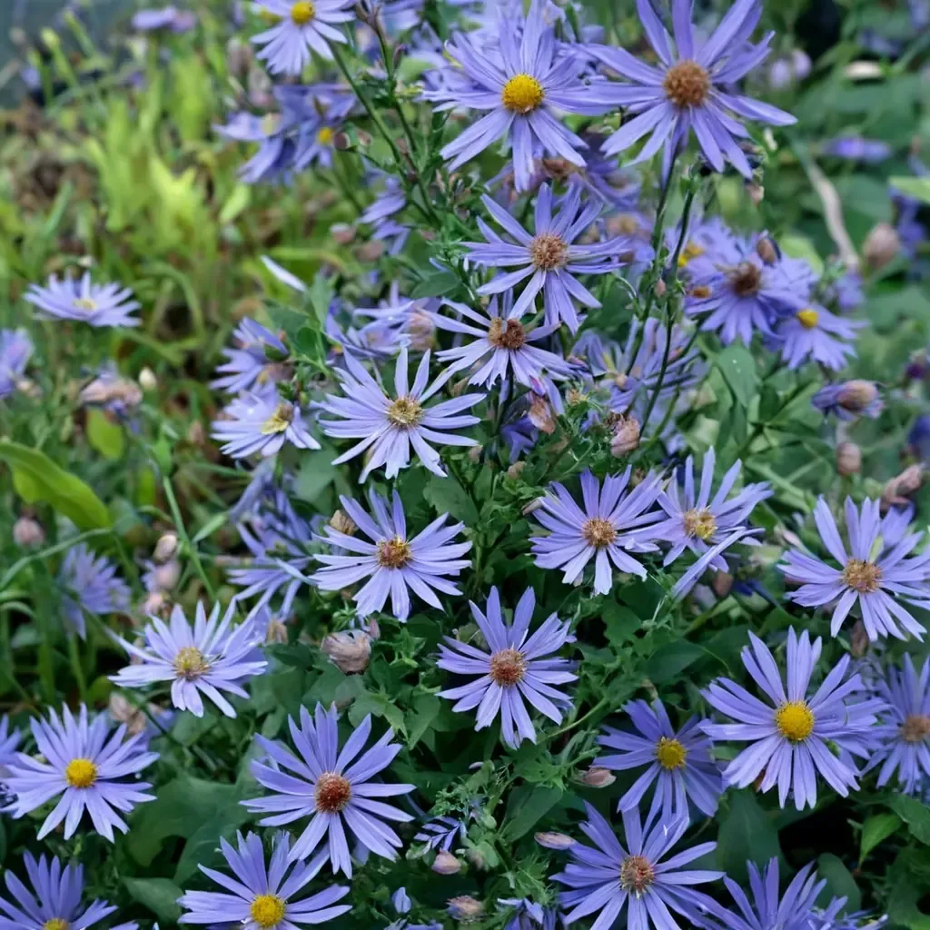 Bluebird Smooth Aster