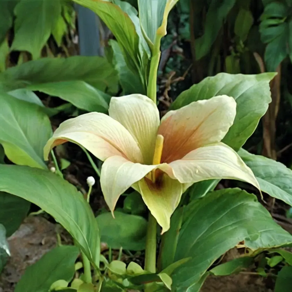 Treasure Calla Lily