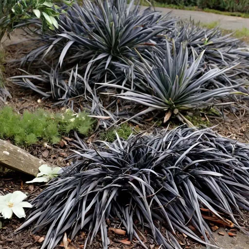 Black Mondo Grass