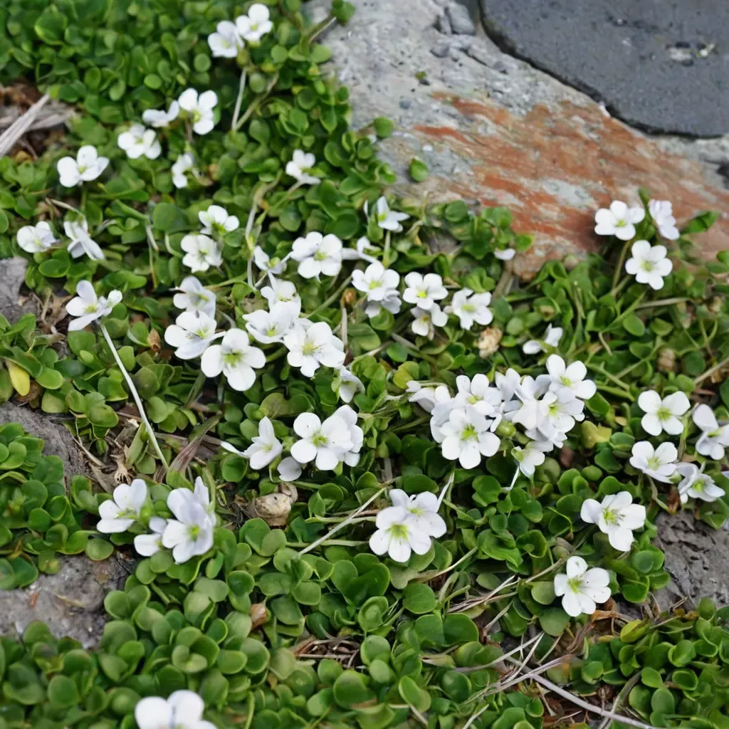 Creeping Speedwell