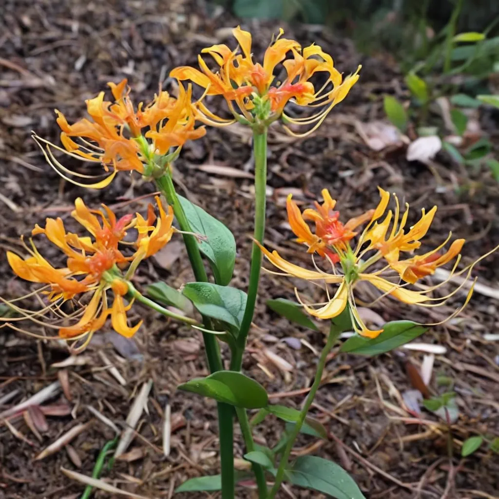 Golden Spider Lily