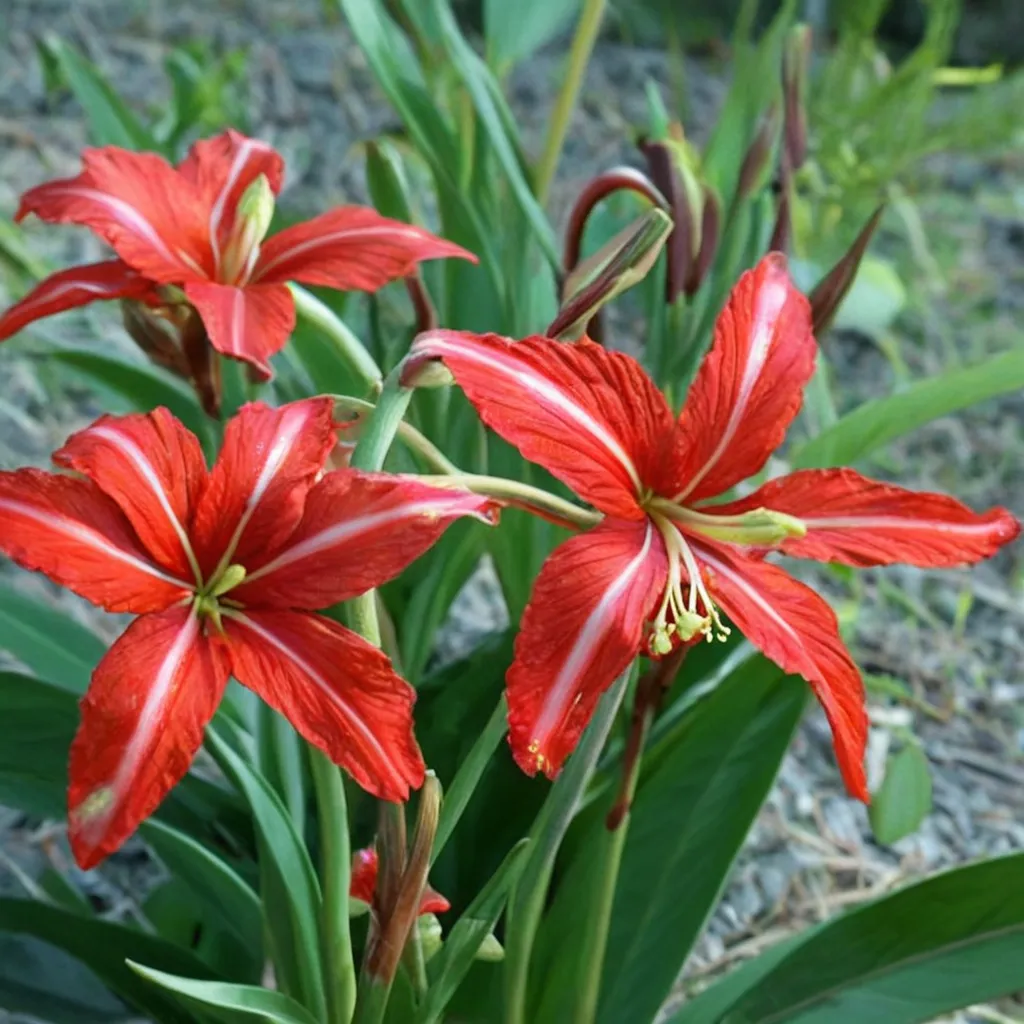 Johnson's Amaryllis