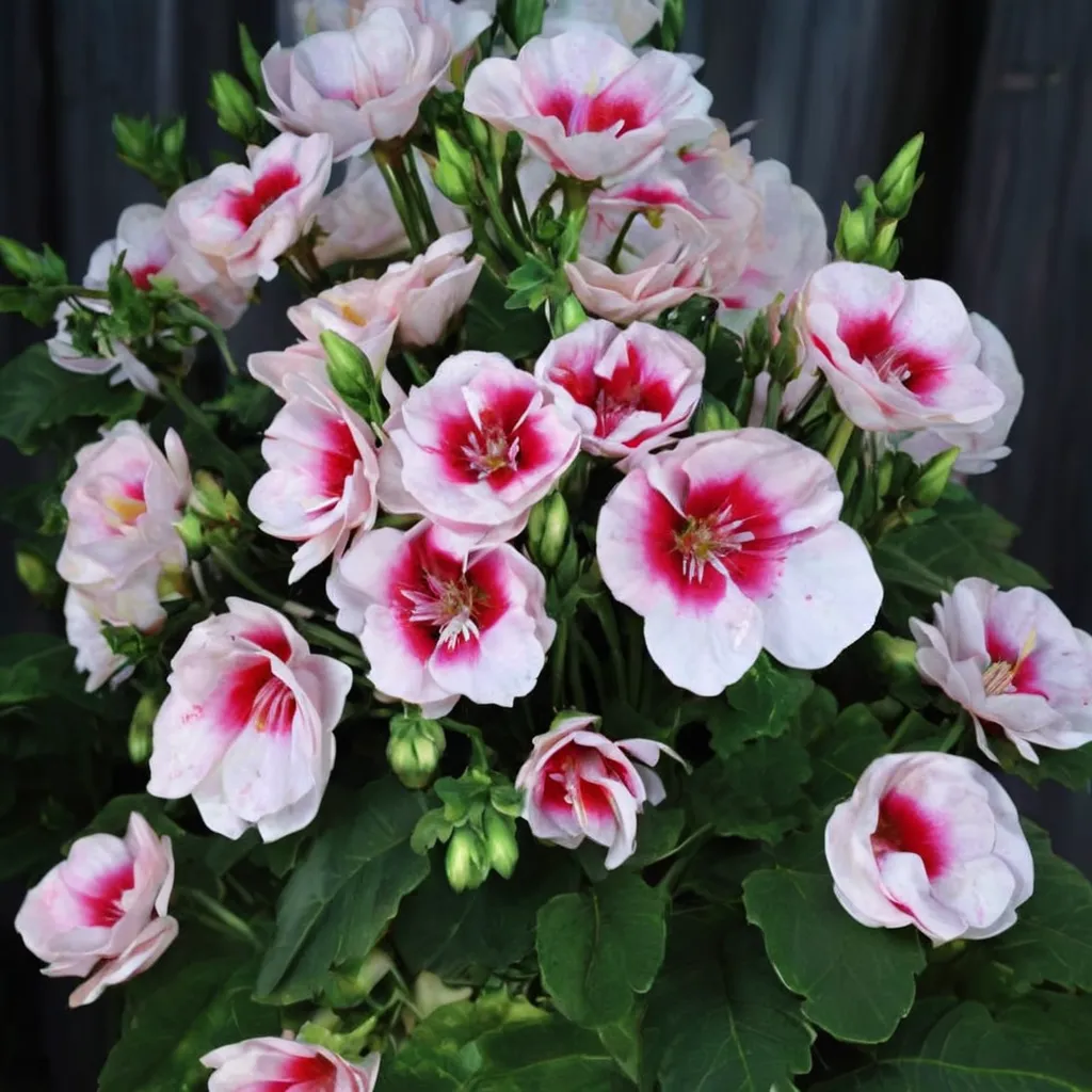 White Splash Geranium