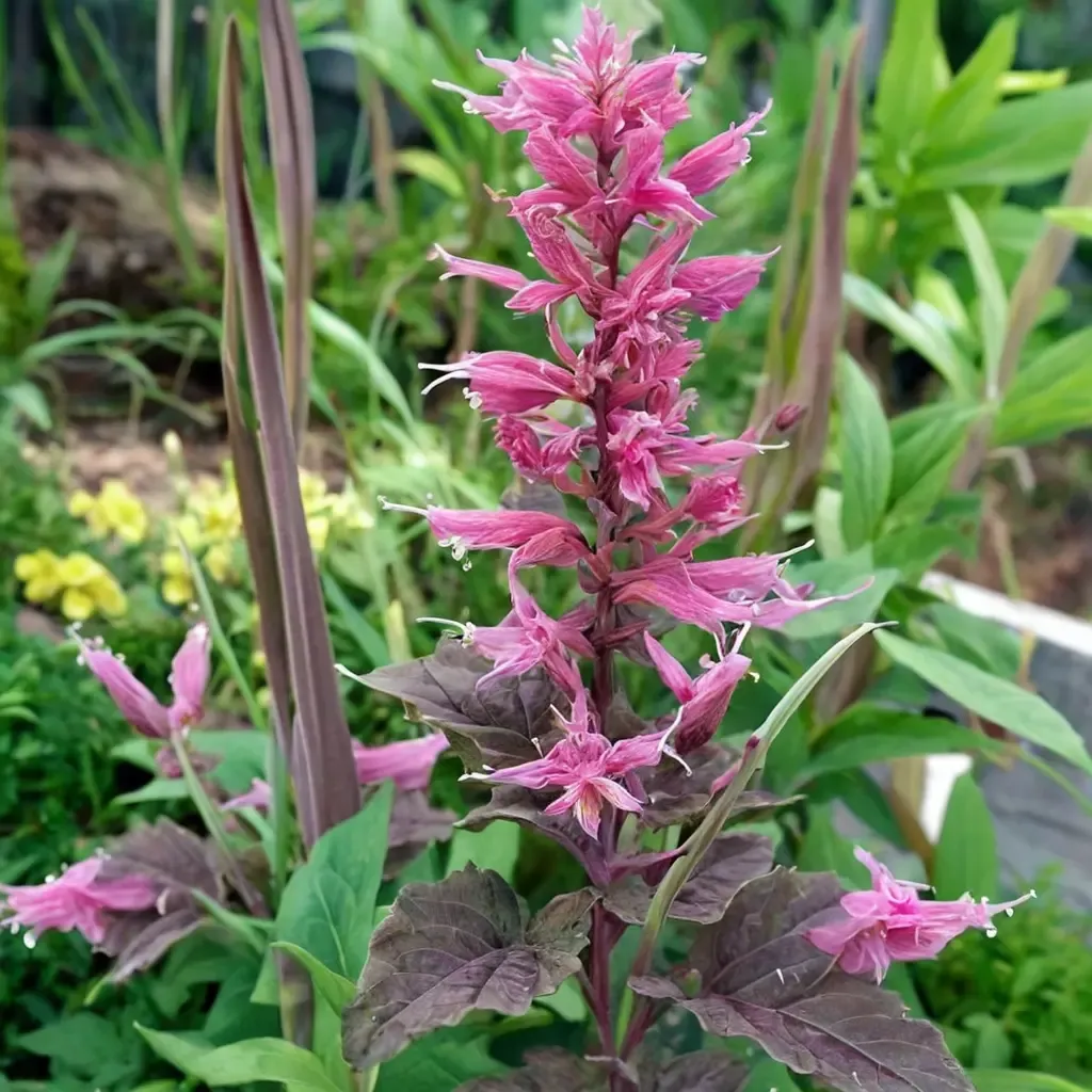 Bolero Anise Hyssop