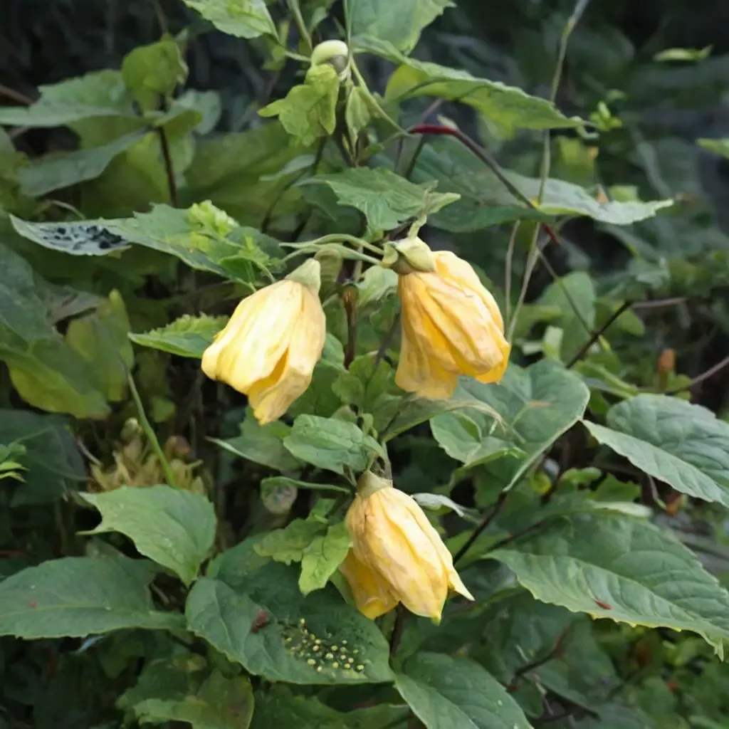 Canary Bird Trailing Abutilon