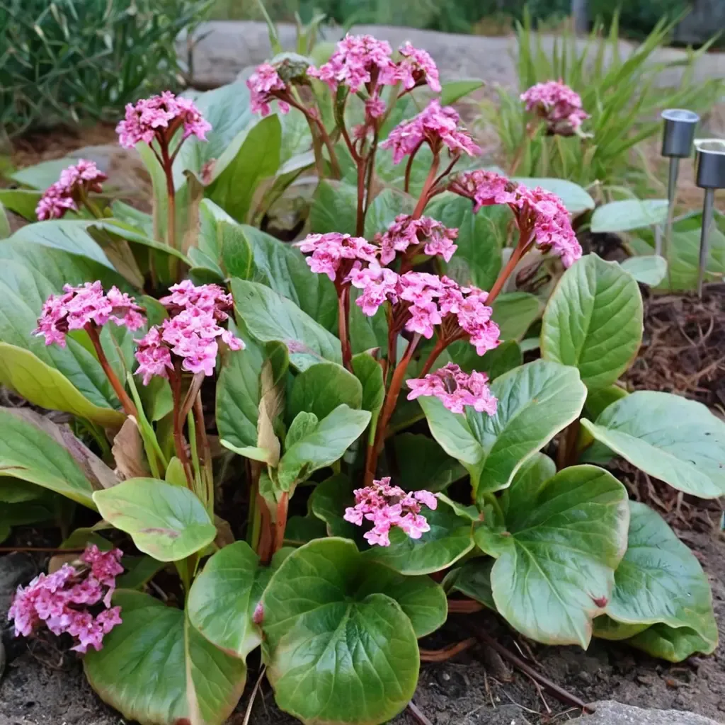 Heartleaf Bergenia
