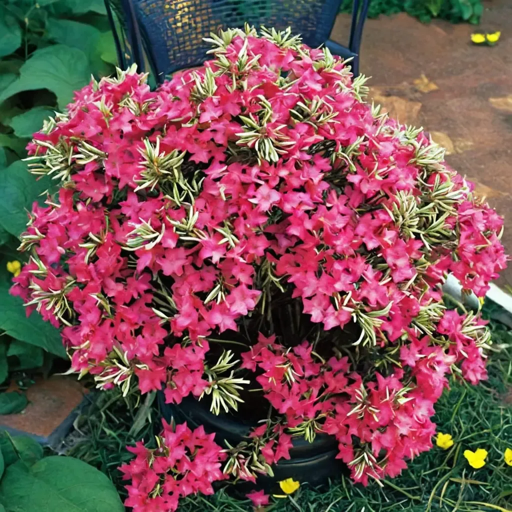 Bollywood Azalea