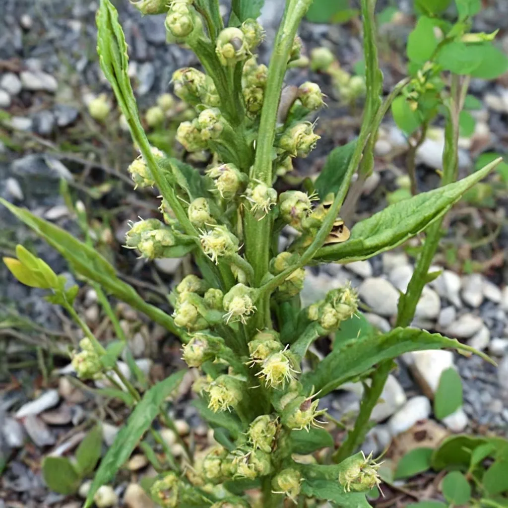 White Sage