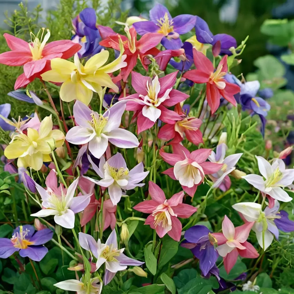 McKana Hybrid Columbine