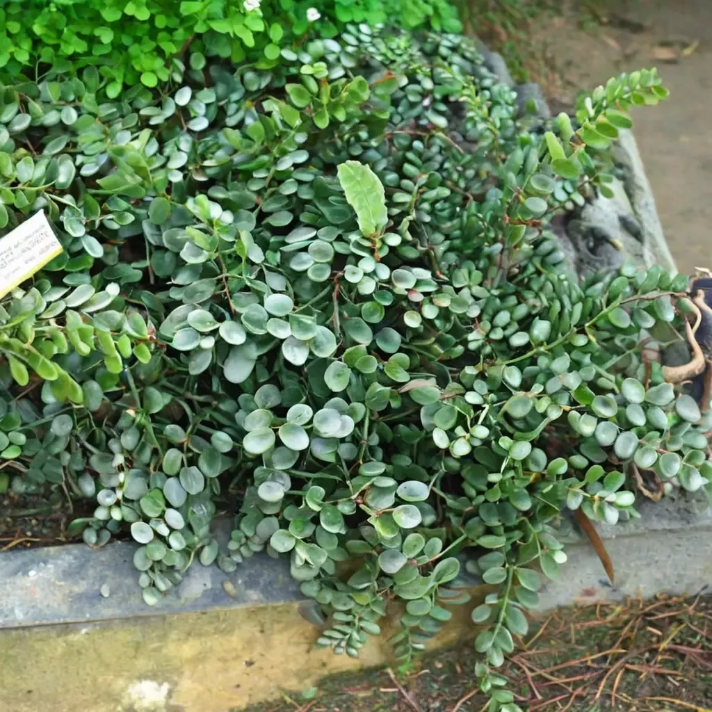 Button Fern