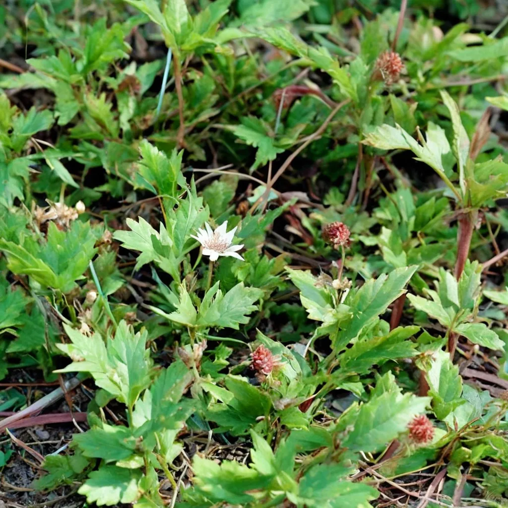 Southern Dewberry