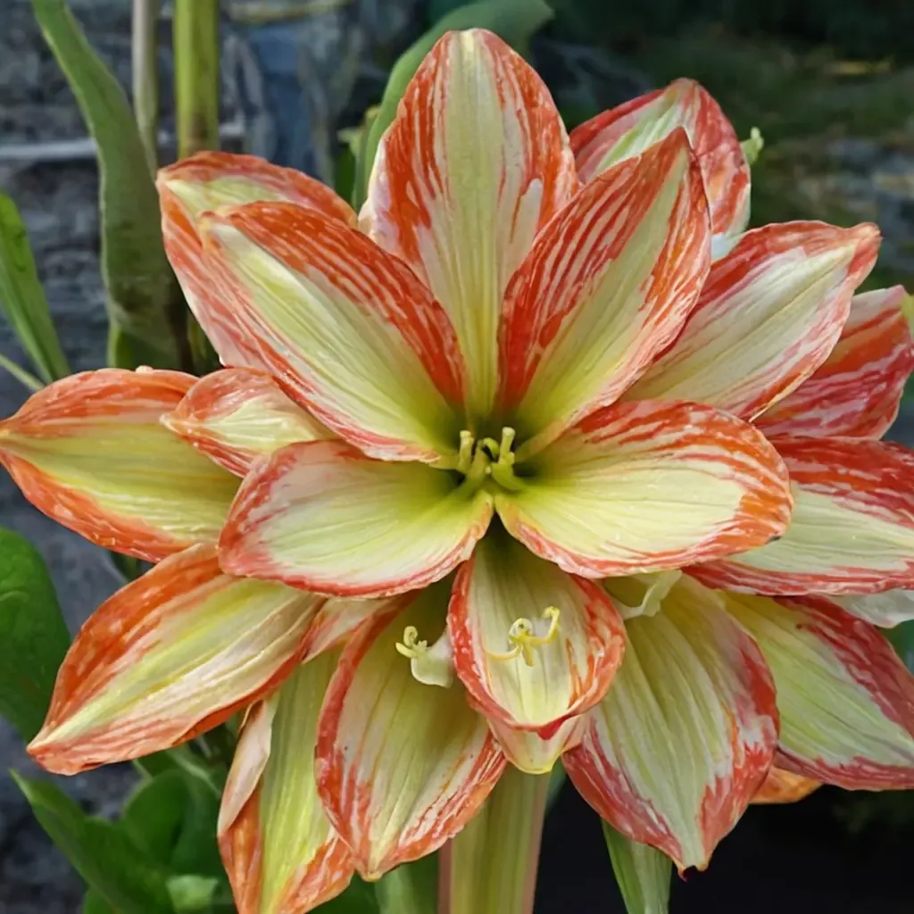 Amaryllis
