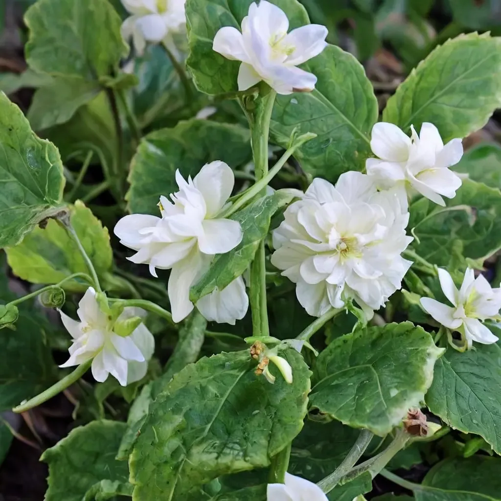 'Comte de Brazza' Sweet Violet