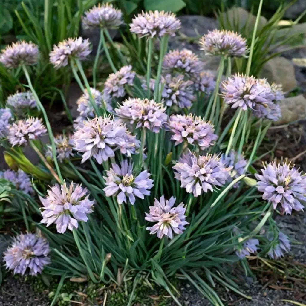 German Garlic