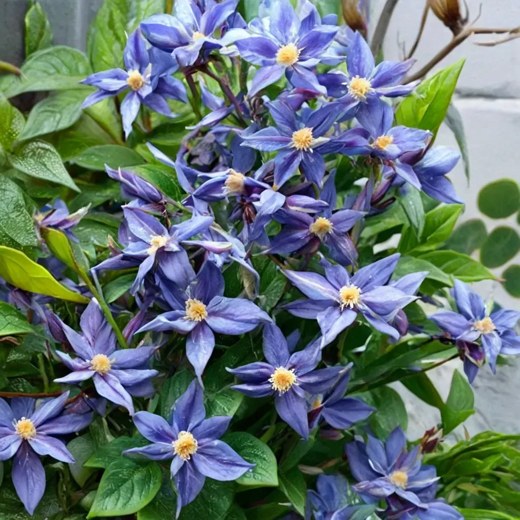 Tsukiko Clematis